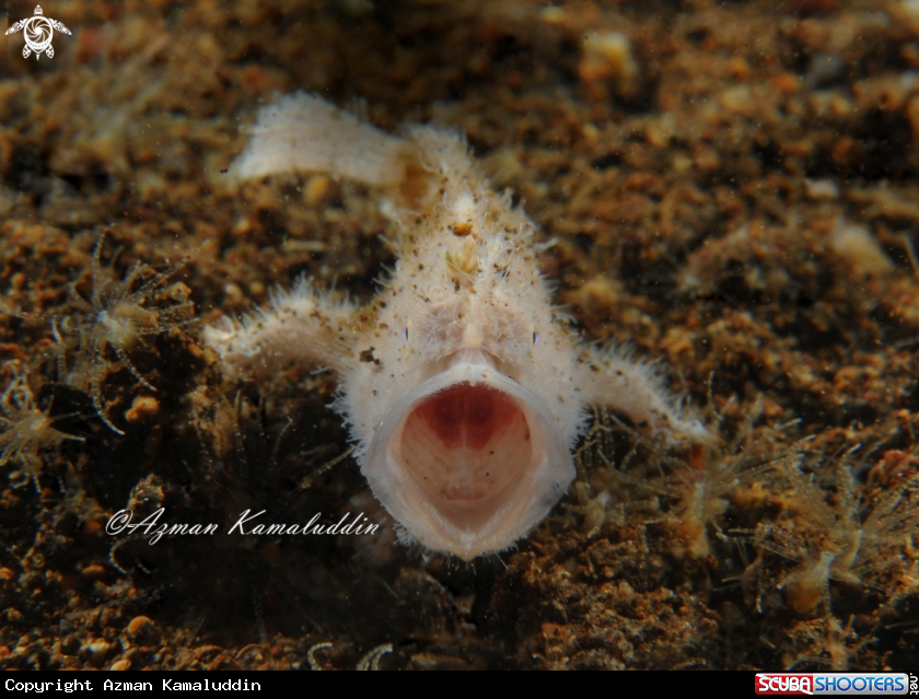 A Frog Fish