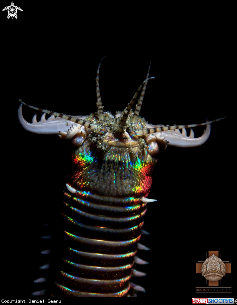 A Bobbit Worm