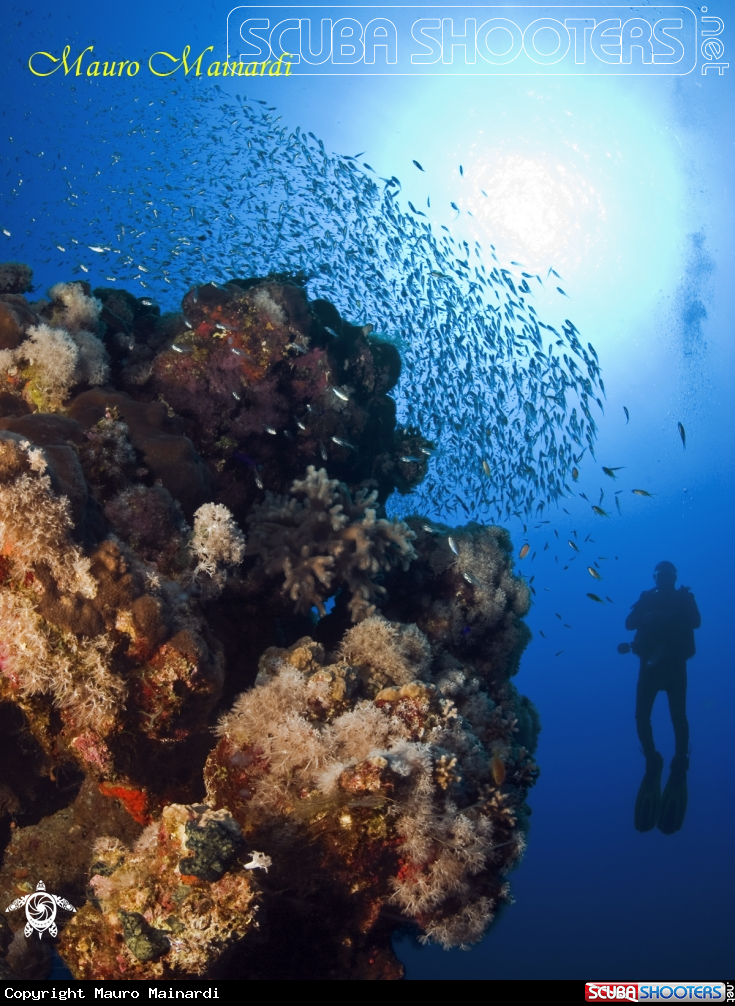 A This is my life (red sea reef)