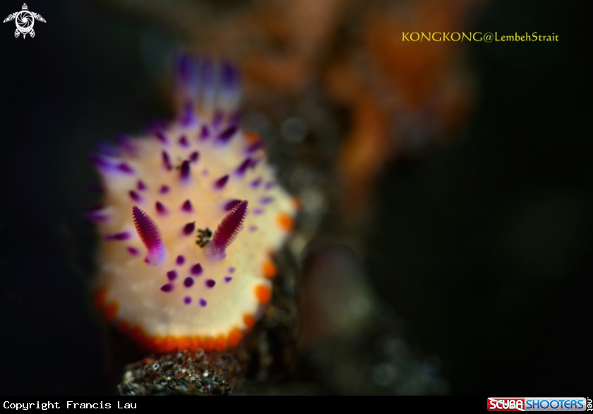 A Nudibranch