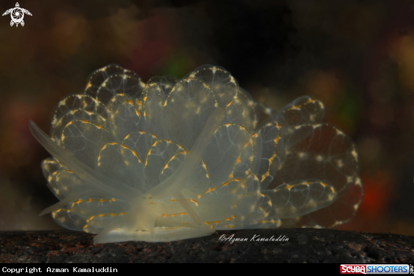 A Nudibranch