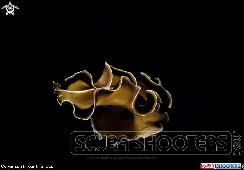 A Flat worm