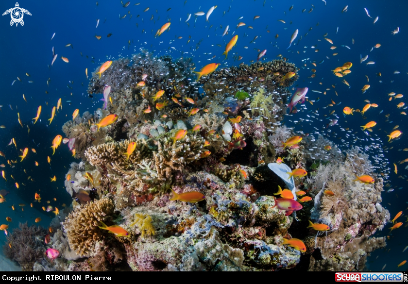 A Ambiance sous marine