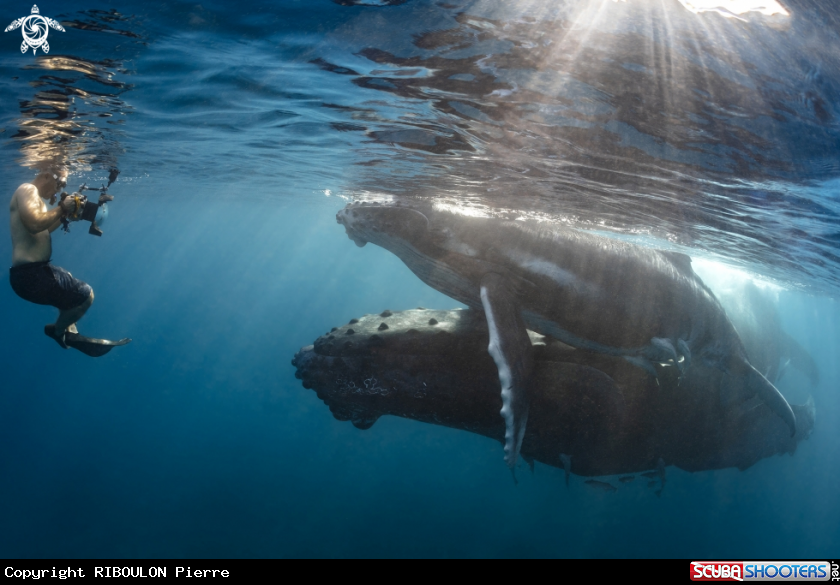A Baleine à bosse 