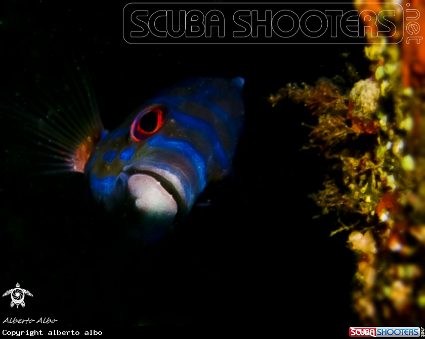 A underwater creature