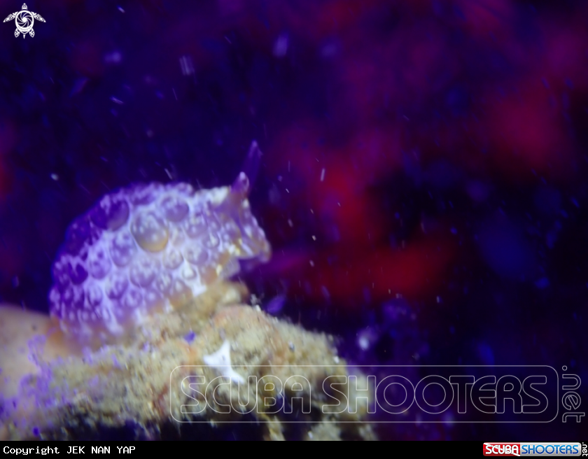 A Nudibranch 