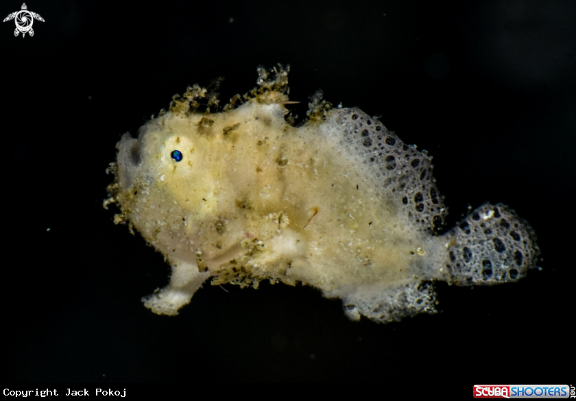 A Hairy frogfish