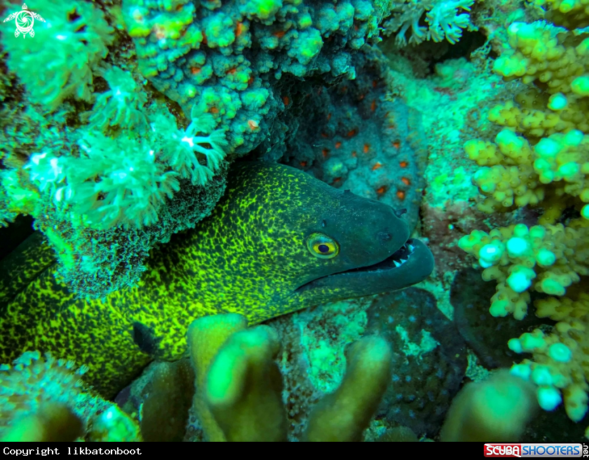 A yellow margin moray