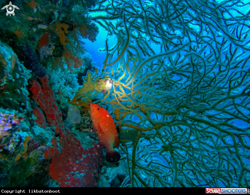 A wire coral