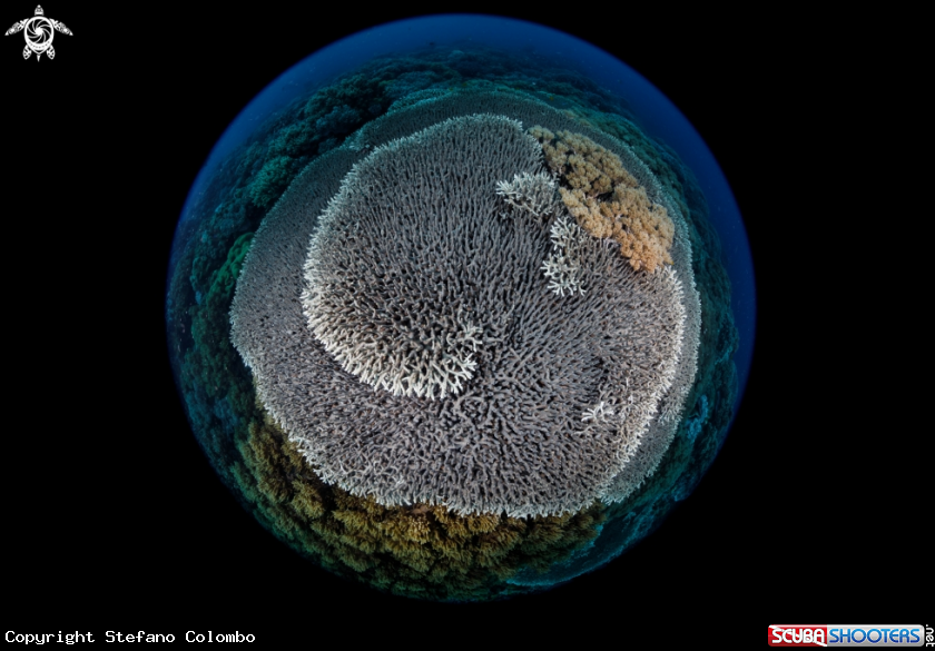 A Submarine world