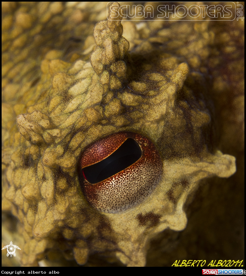 A underwater creature