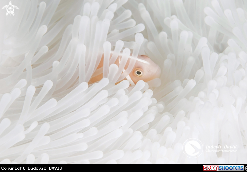 A Pink Skunk Clownfish