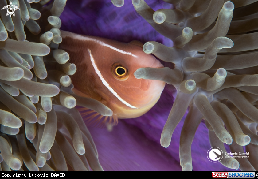 A Pink Skunk Clownfish