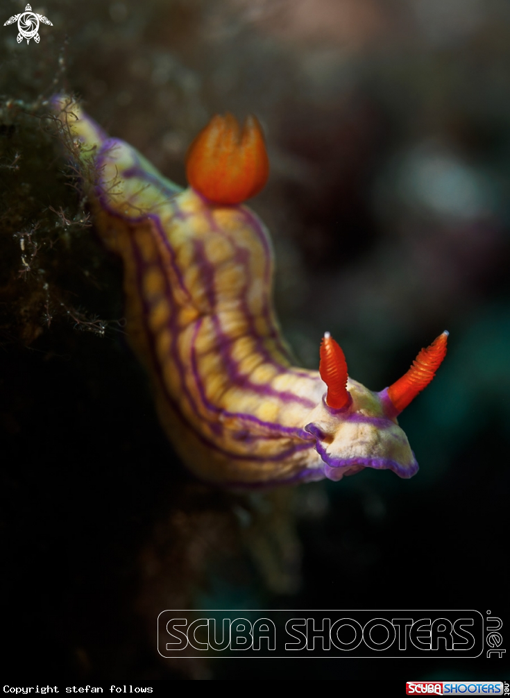 A Nudibranch