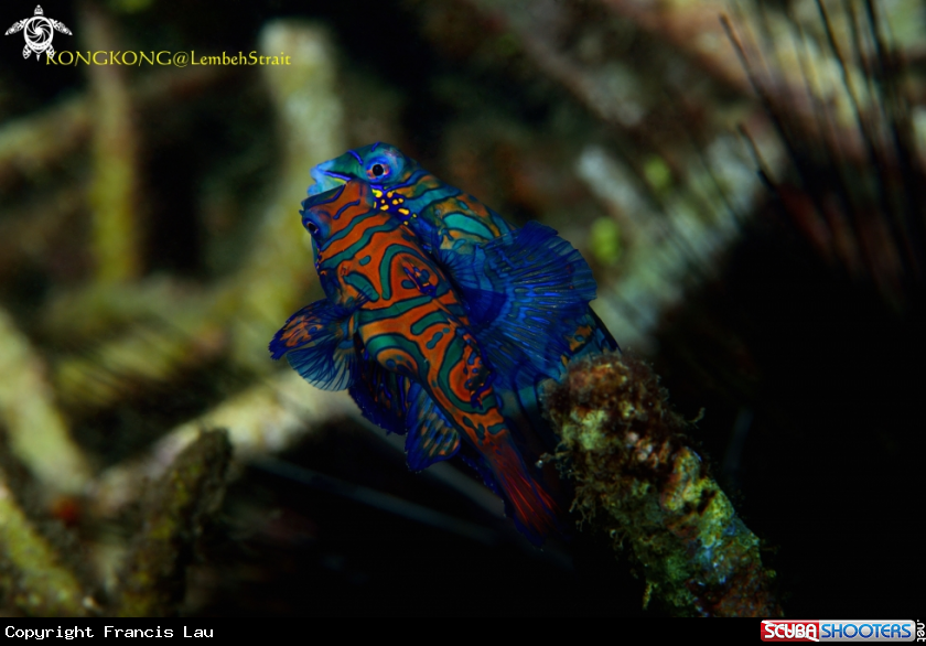 A Mandarinfish