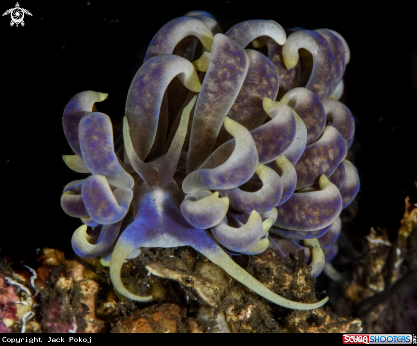 A Phyllodesmium magnum 