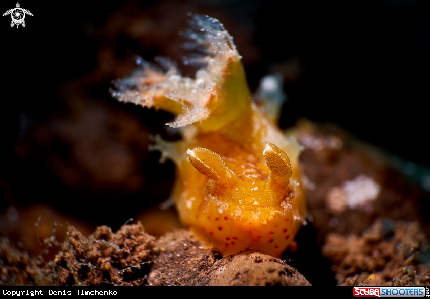 A NUDIBRANCH