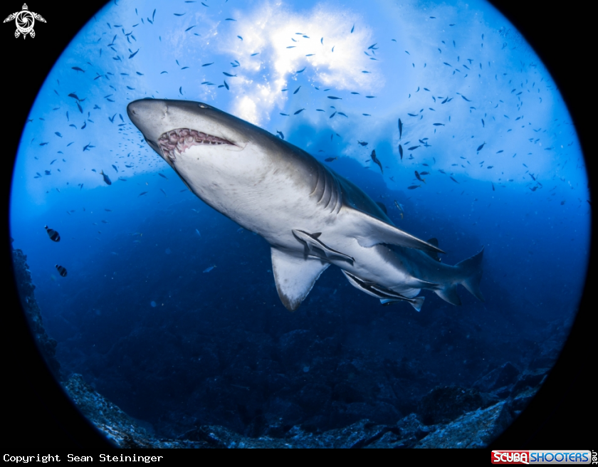 A Gray Nurse Shark