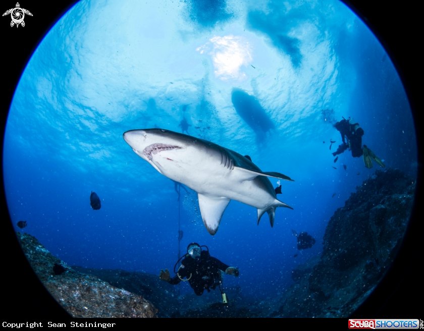 A Gray Nurse Shark
