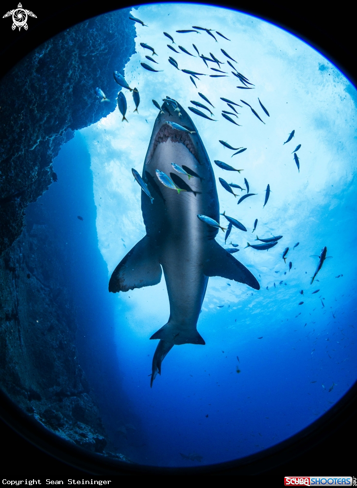 A Gray Nurse Shark