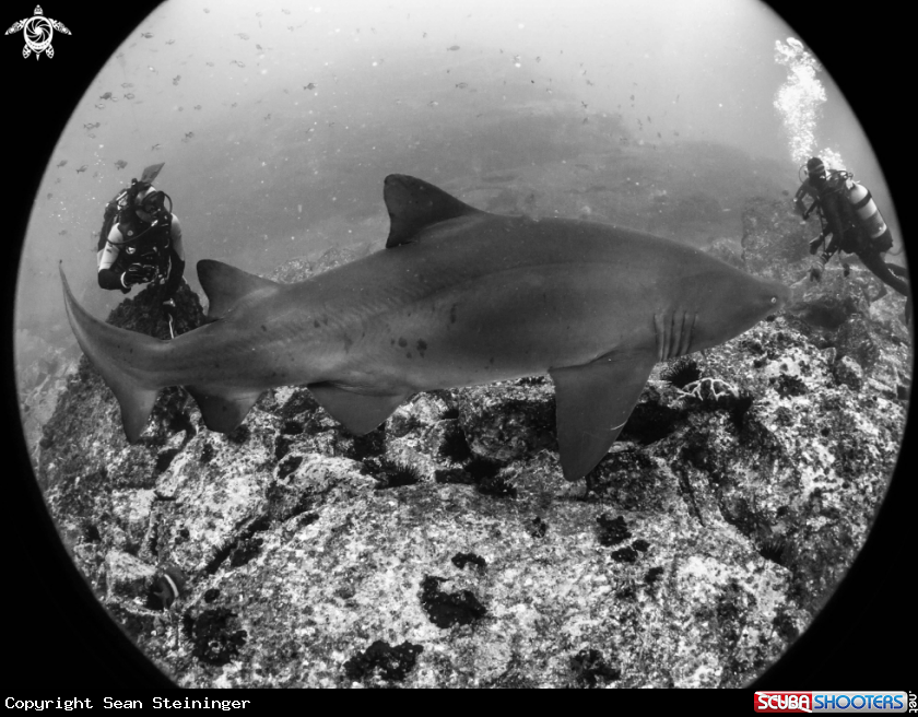 A Gray Nurse Shark