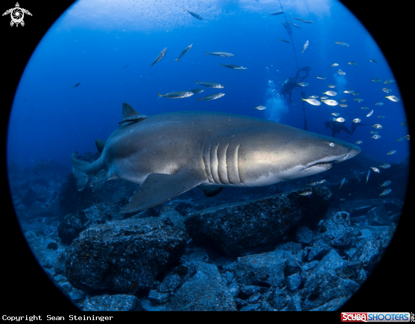 A Gray Nurse Shark
