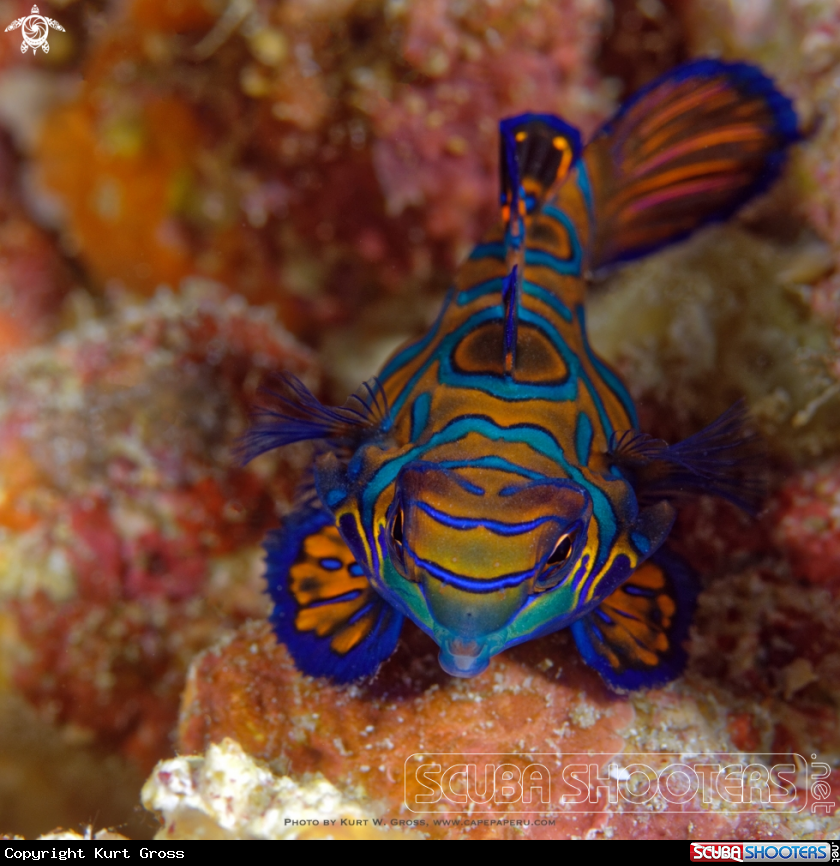 A Mandarin Dragonet