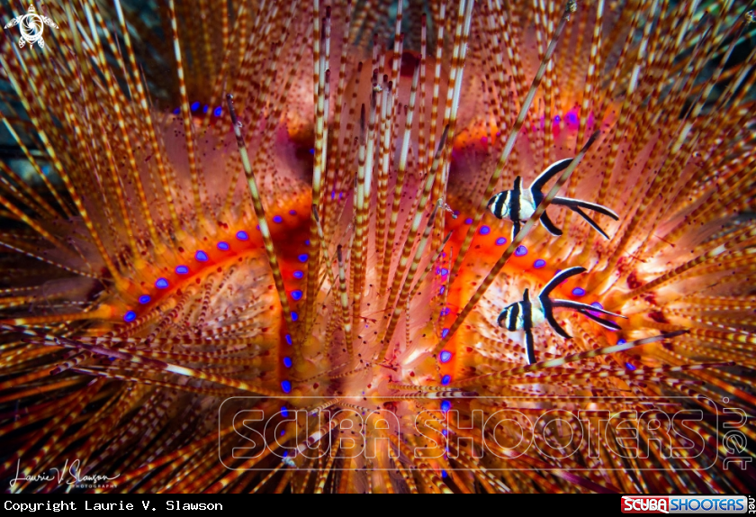 A Fire Urchin and Banggai Cardinal Fish