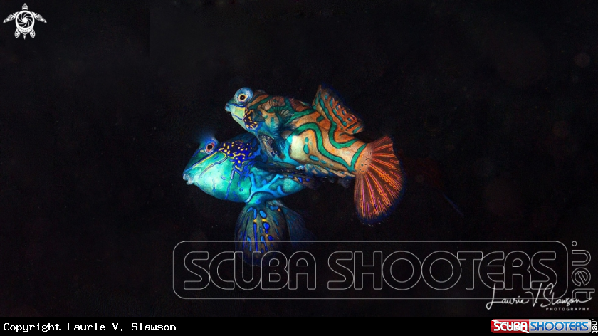 A Mandarin Fish