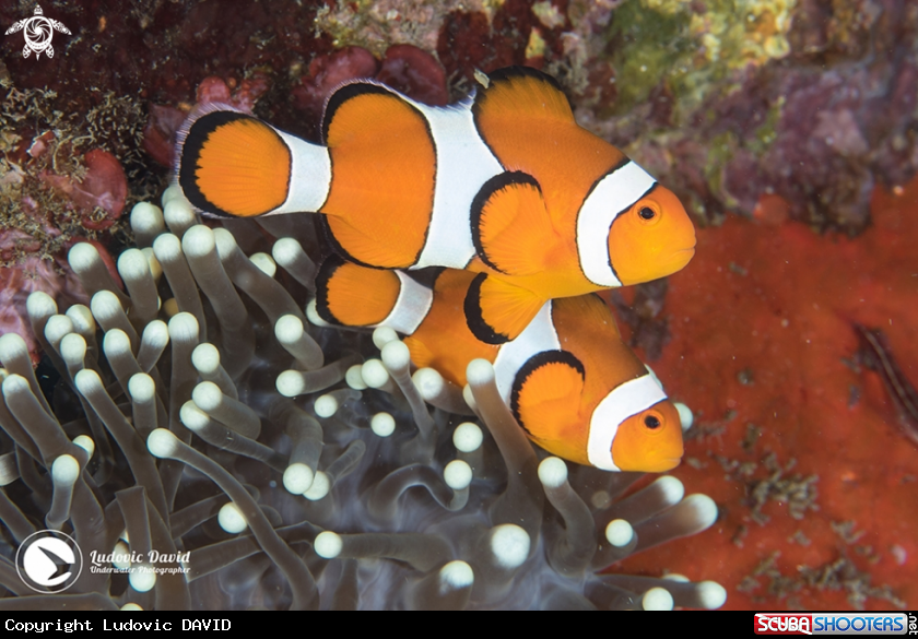 A False Clown Anemonefish