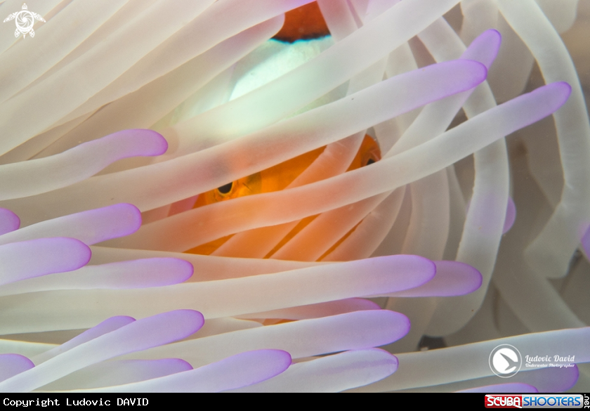 A False Clown Anemonefish
