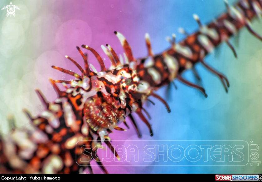 A ghost pipefish