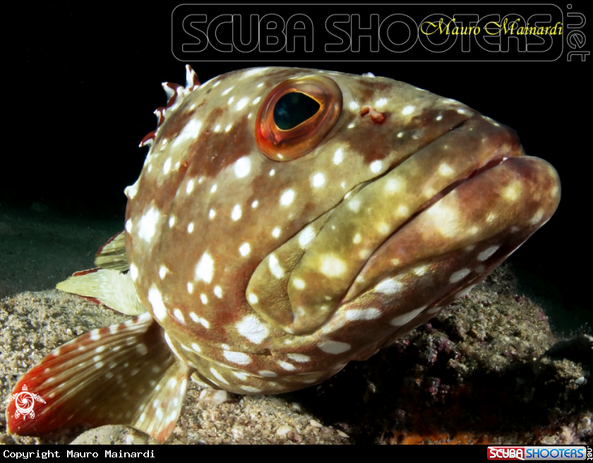 A Grouper