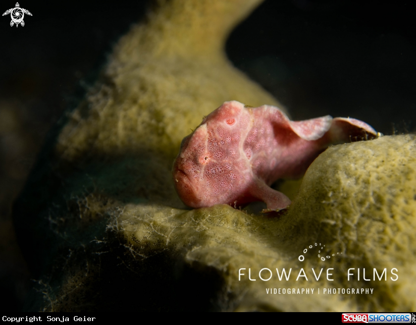 A Painted Frogfish