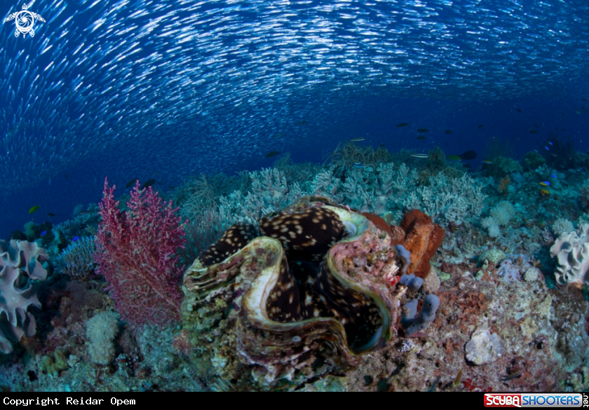 A underwater creature