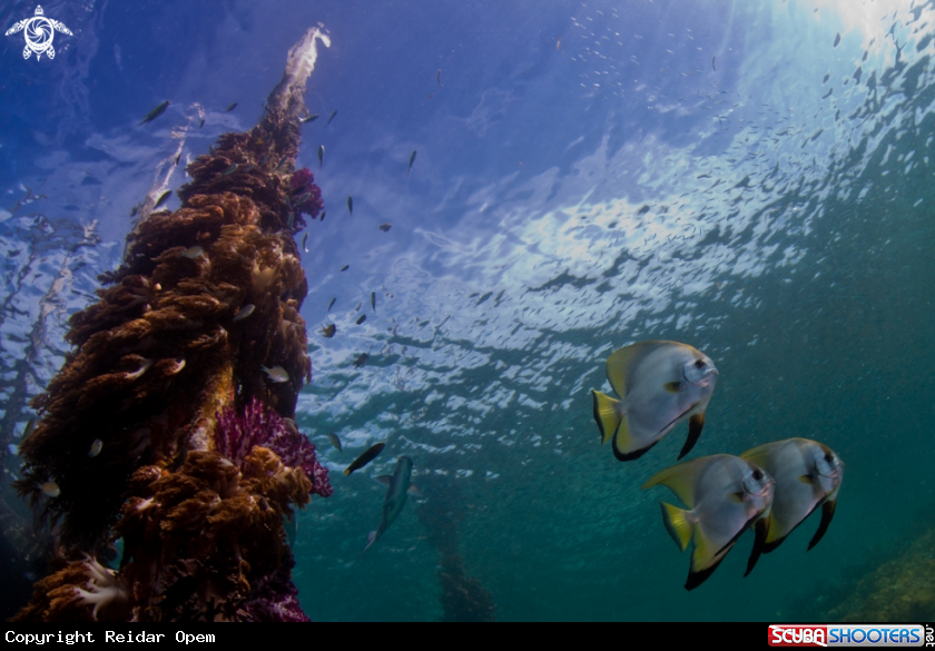 A underwater creature