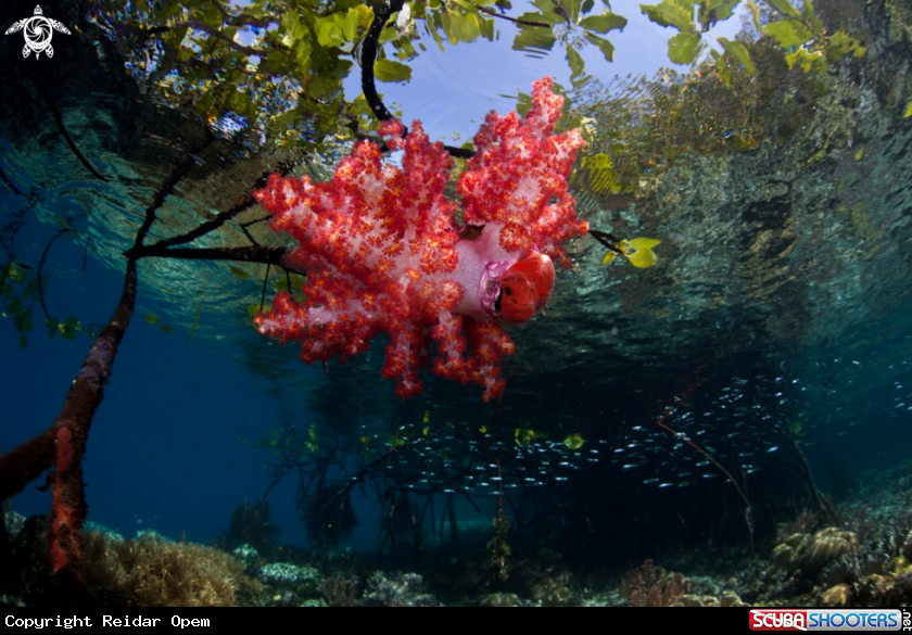 A underwater creature