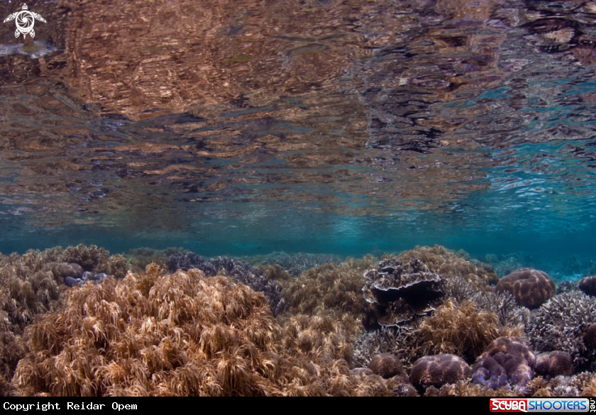 A underwater creature