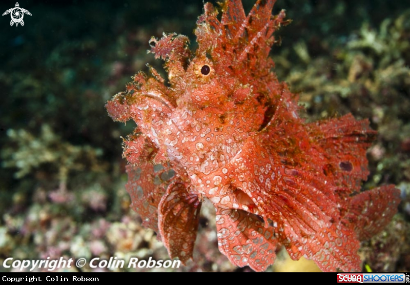 A reef fish