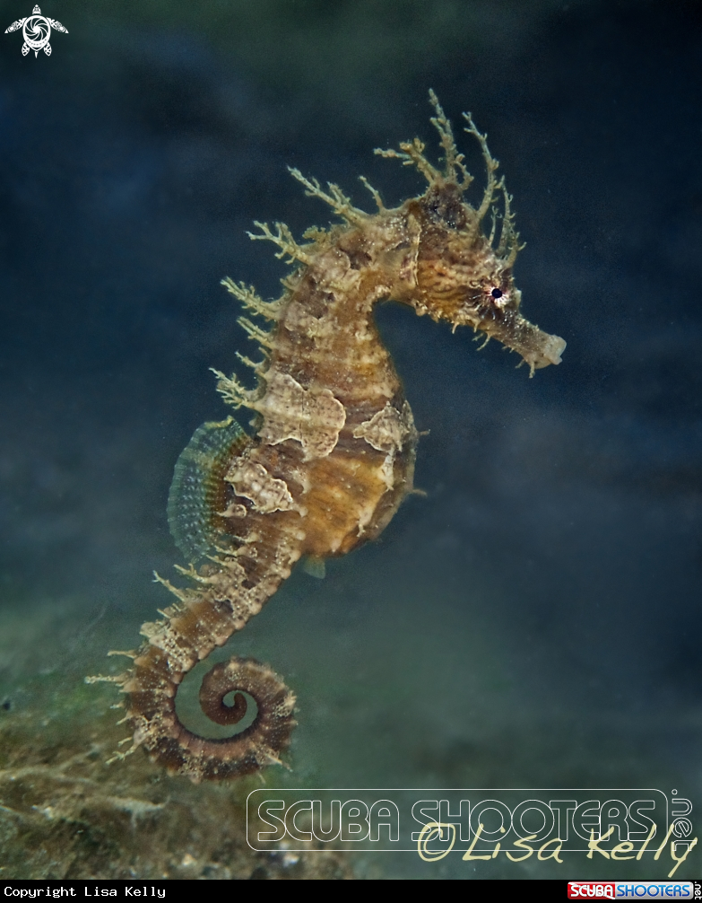 A Seahorse