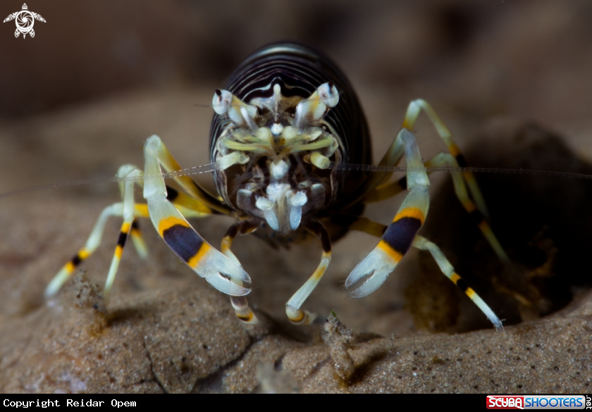 A Bumble bee shrimp