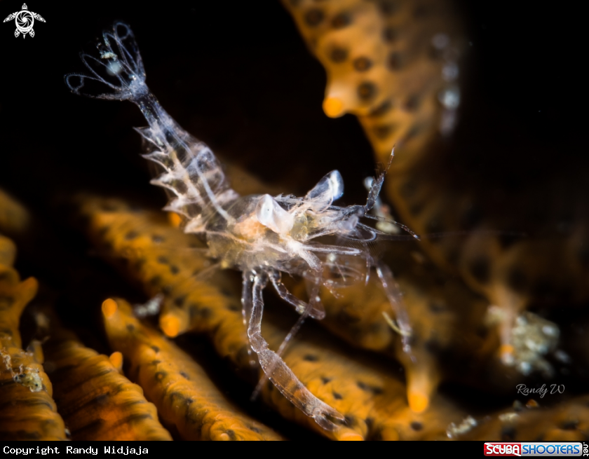 A Shrimp