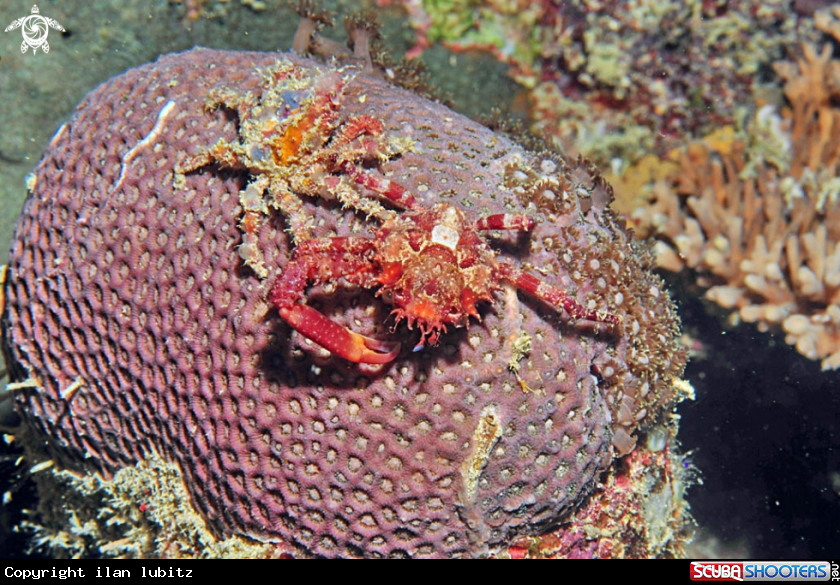 A Crabs