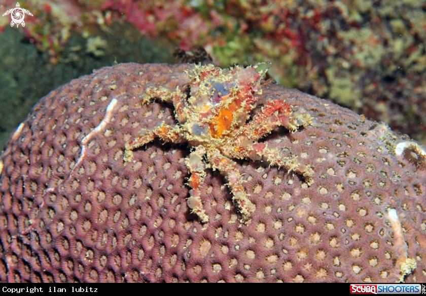 A Crab
