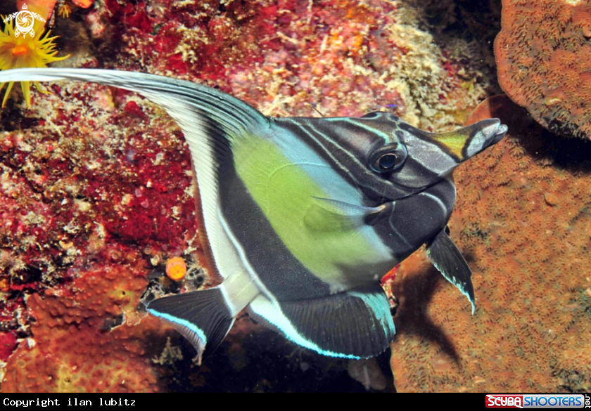 A Angelfish