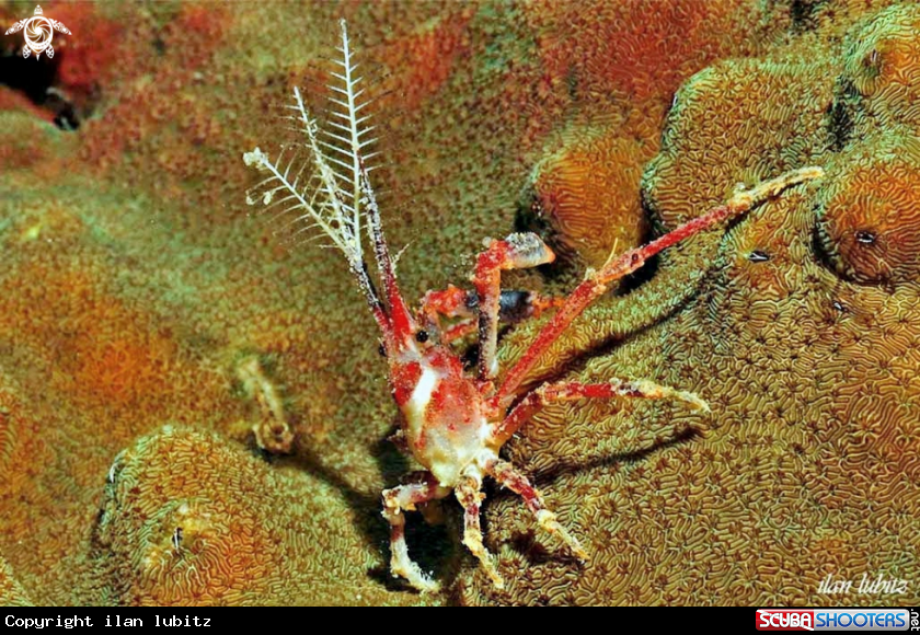 A Crab