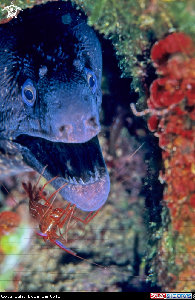 A moray