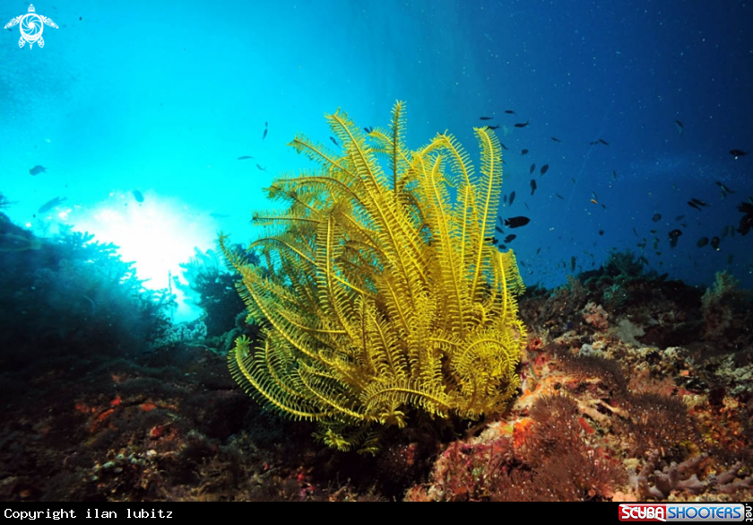 A feather star