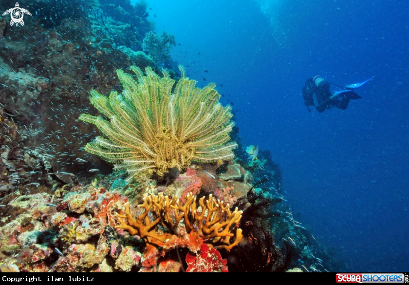 A feather star