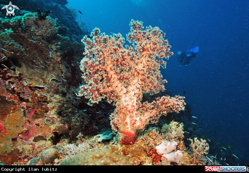 A feather star